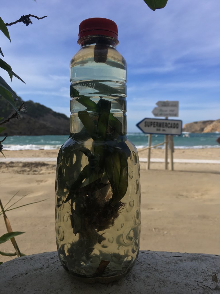 ethics of appropriations
Posidonia Oceania, Ibiza, 2019
Photo: Jacqueline Heerema