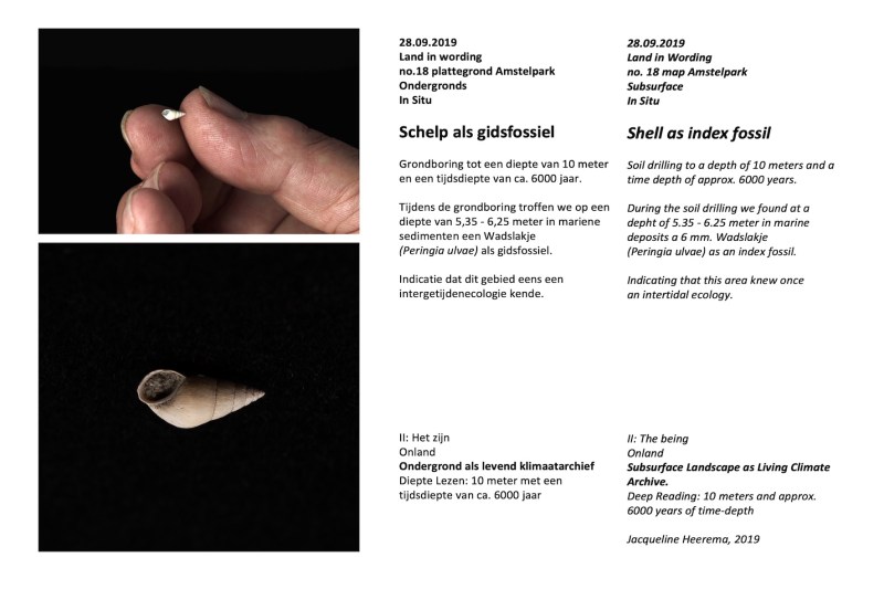 Shell as index fossil