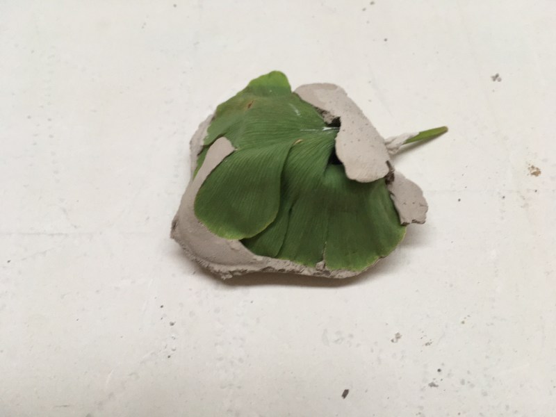 Ginkgo Biloba, considered to be a 'living fossil'. Term coined by Charles Darwin in 1859.