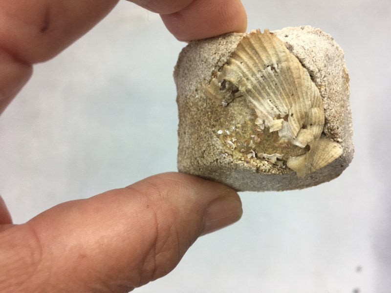Ingredients: North Sea Fossils Porcelain of Mammoth fossil fragments, dated 25,000 - 50,000 years before present time; scallop, shell, classified as Biota Animalia, animal; glazing, North Sea Fossils Sigillata. Shape: mould, 3-d scan of second phalange of a Wild Horse, dated 40,000 years before present time. Source-location Zandmotor - North Sea.