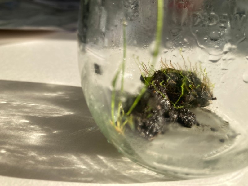 ‘Breath of Soil(s)’. People, plants and animals breathe, but earth also breathes…. 
Is soil alive?