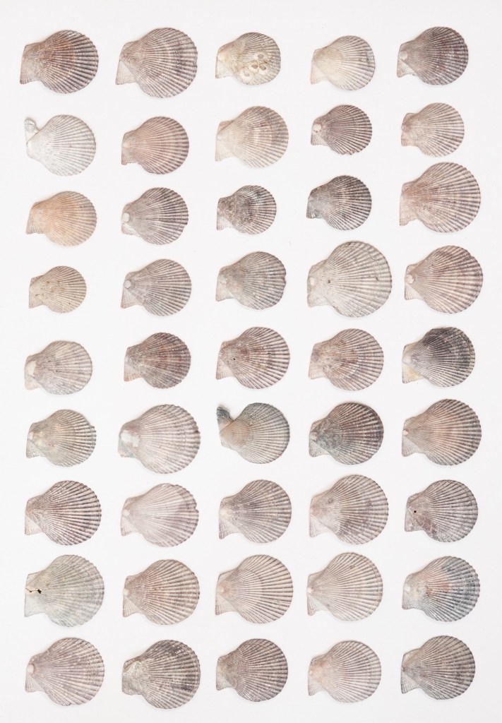 as if it is, 2020 Is my shell cabinet a zoo? Photo: Jacqueline Heerema