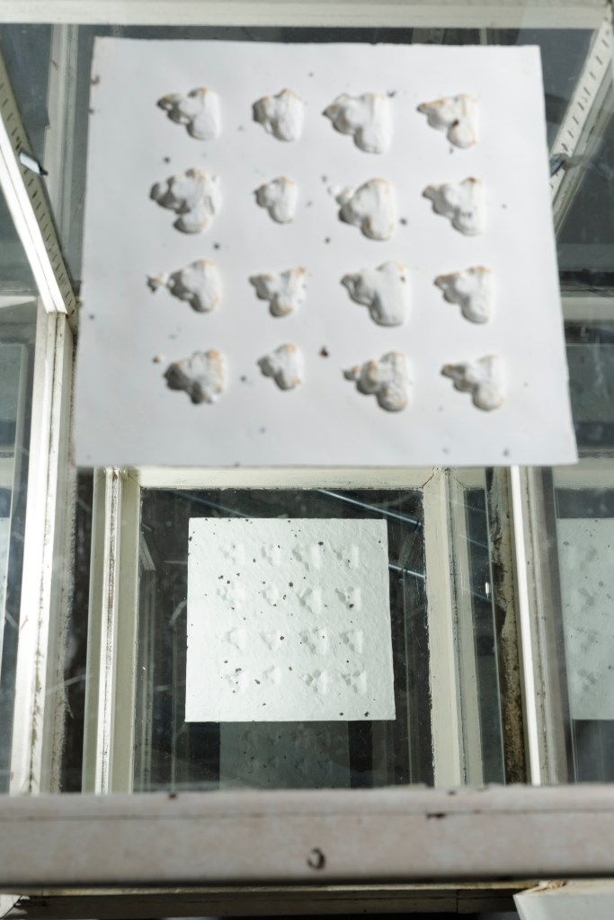 aardtijd | foreshadowing #2: casting porcelain slip with algae; notions of tactility, vulnerability (thinness) and the notion of untouchability (of the subsurface living climate archive) while mirroring the surface with the undersurface, 2021. Photo: Luuk Smits.