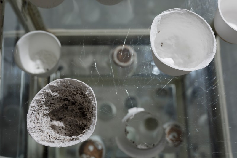 collection of residual intimacy | ziel, detail with mosses and algae, 2021. Photo: Luuk Smits