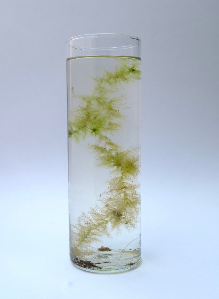 A single strand of Sphagnum....Photo: Theo Mahieu.