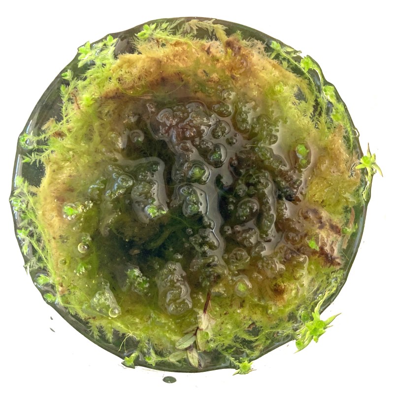 Sphagnarium, learning to take care of a living collection of landscaping Sphagnum, peat mosses that shaped the Netherlands, ongoing