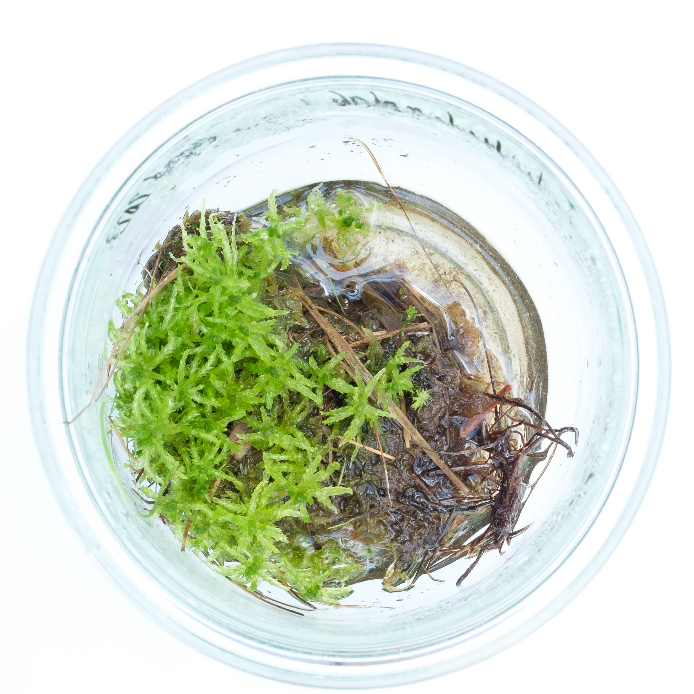 Learning to take care of collection of living Sphagnum mosses. Jacqueline Heerema, 2022. Photo: Theo Mahieu.