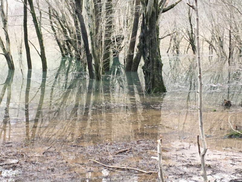 Shape-shifting submerged springs, karst, trees...Croatia 2018
