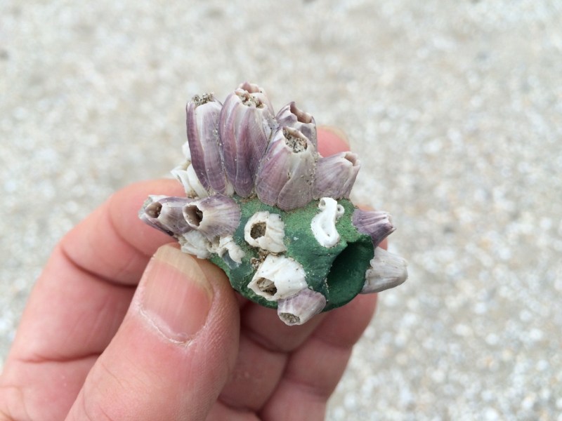 a hybrid fossil-artifact, found at the Zandmotor in 2016