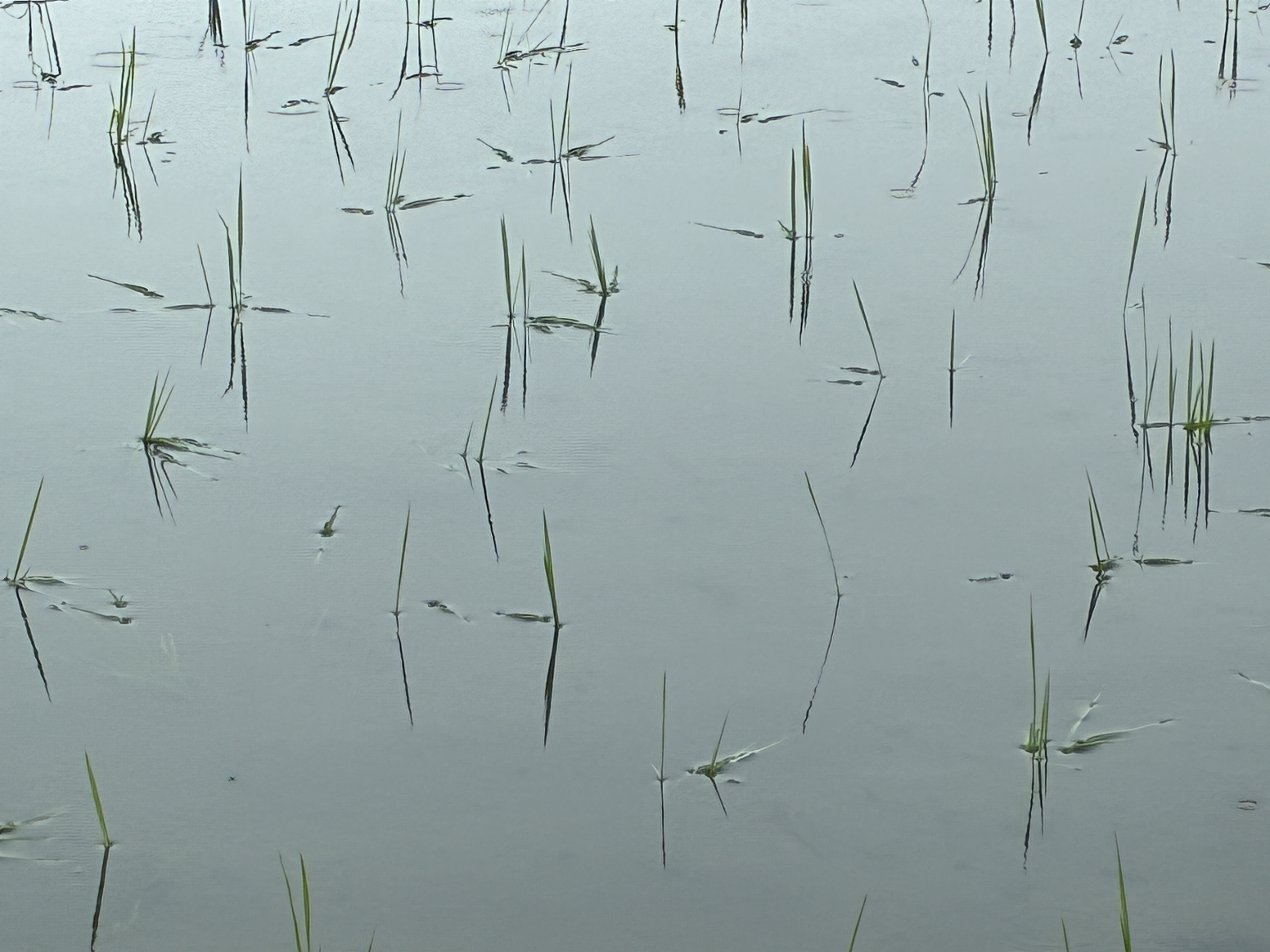 seasonal influences - planting - the rice fields